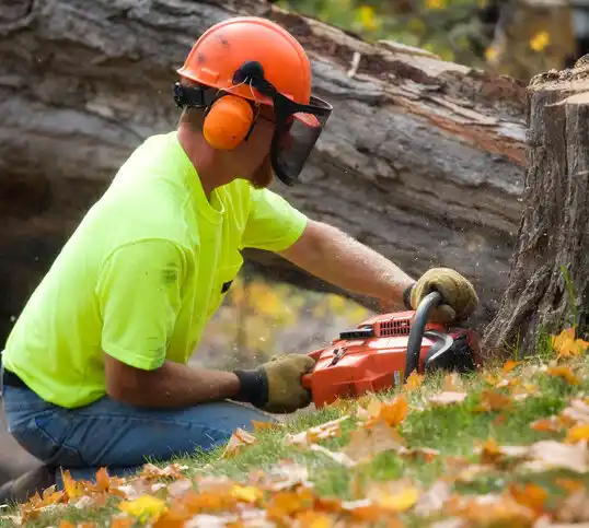 tree services Bloomfield Hills